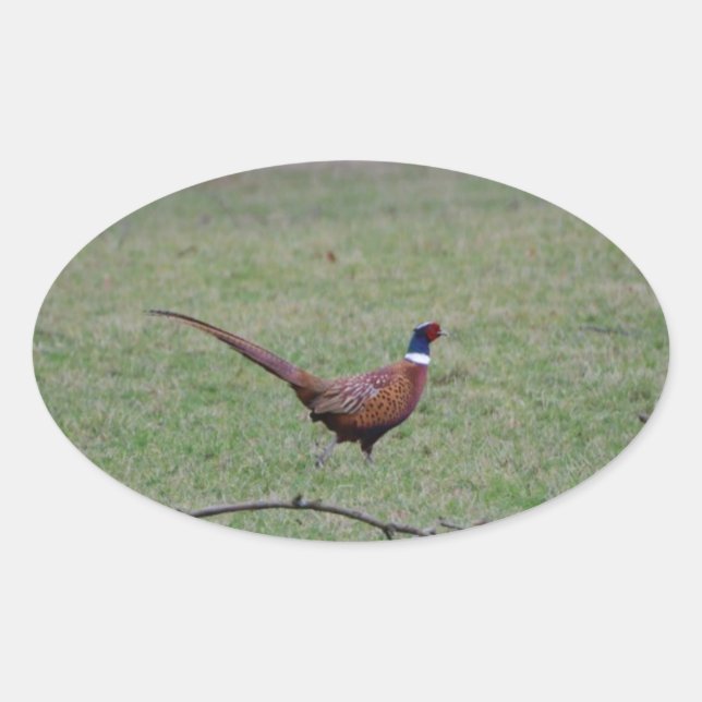 Sticker Ovale Pheasant (Devant)