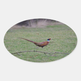 Sticker Ovale Pheasant