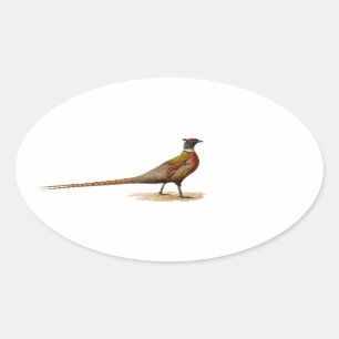 Sticker Ovale Pheasant à cou cerf