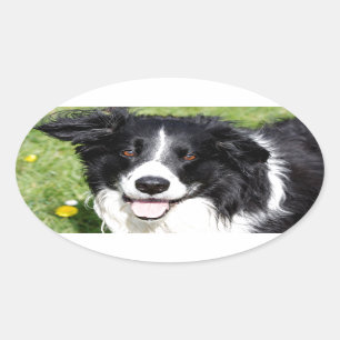 Sticker Ovale Photo d'un chien heureux