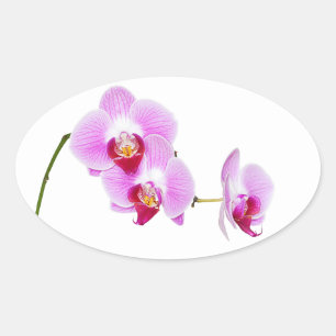 Sticker Ovale Photographie de fermeture d'orchidées radiantes