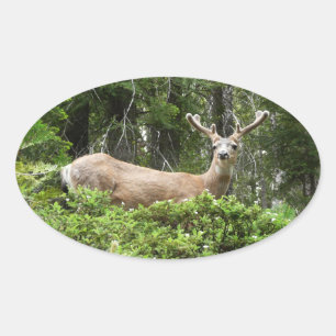 Sticker Ovale Photographie de la nature de cerfs à Yosemite