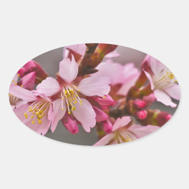 Sticker Ovale Pink Against A Gray Sky Japanese Cherry Blossoms (Devant)