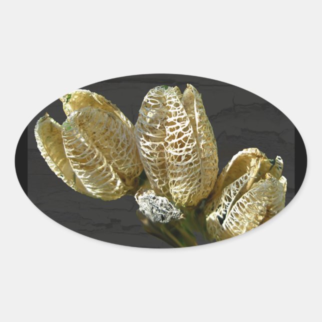 Sticker Ovale Pods de graines de Lily séchés (Devant)