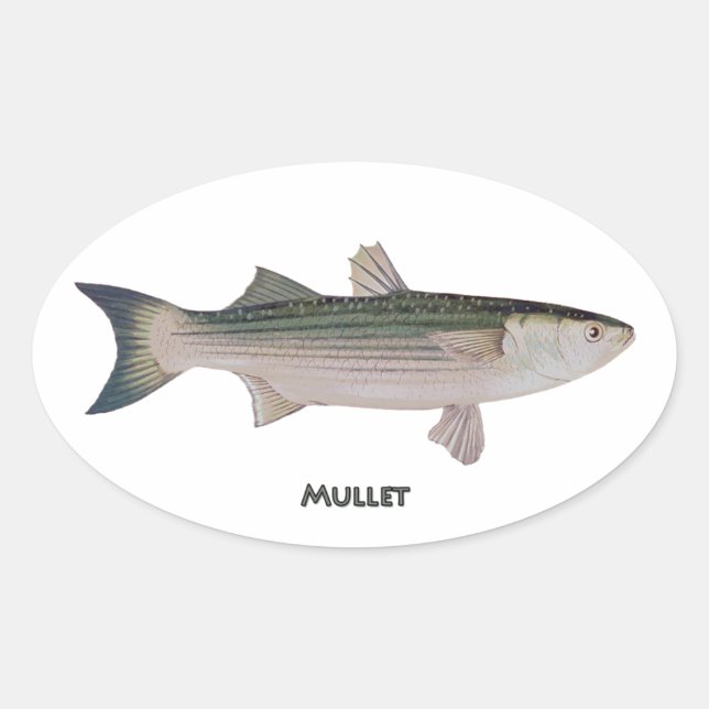 Sticker Ovale Poisson Mullet (Devant)