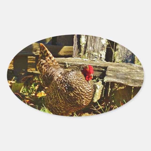Sticker Ovale Poulet noir et blanc dans la ferme (Devant)