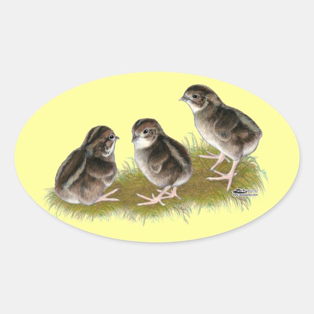 Sticker Ovale Poussins de caille Coturnix (Devant)