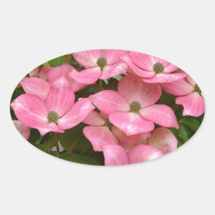 Sticker Ovale Presse de fleurs de bois de kousa rose