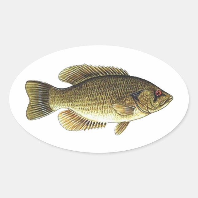 Sticker Ovale Rock Bass - Red Eye (Devant)