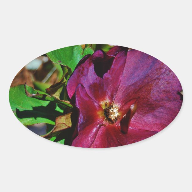 Sticker Ovale Rose de carême rose Bourgogne (Devant)