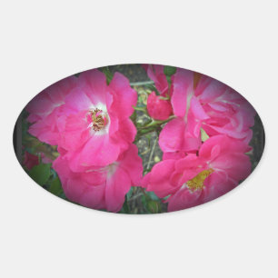 Sticker Ovale Rose Escalade rose