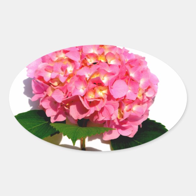Sticker Ovale Rose Hydrangea rose fleur rose rose floral (Devant)