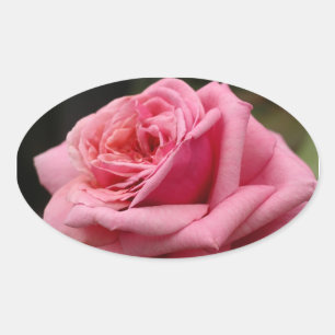Sticker Ovale Rose rose I Jolie photo florale