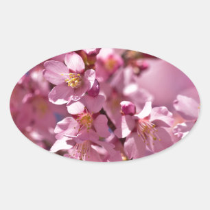 Sticker Ovale Sakura Cherry Blossoms embrassés par Sunlight