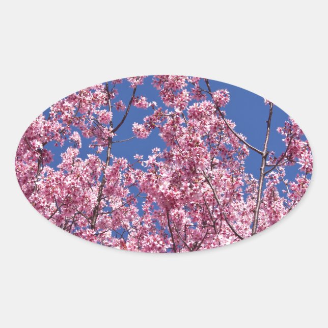 Sticker Ovale Sakura Cherry Fleurit Dans Le Bleu (Devant)