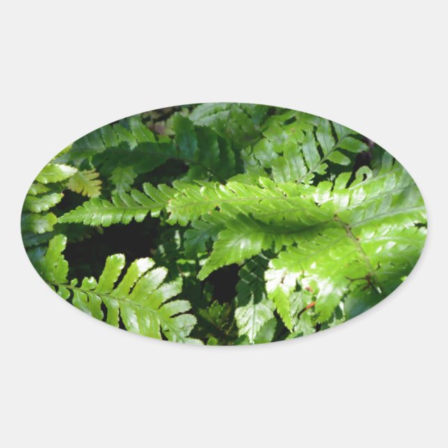 Sticker Ovale Spring Green Ferns végétation botanique tropicale (Devant)