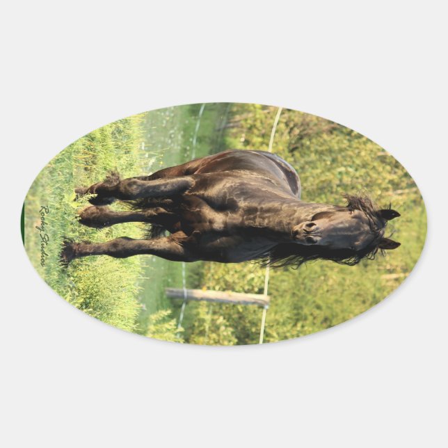 Sticker Ovale Stallion noir (Devant)