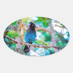 Sticker Ovale Steller's Jay - Photographie originale