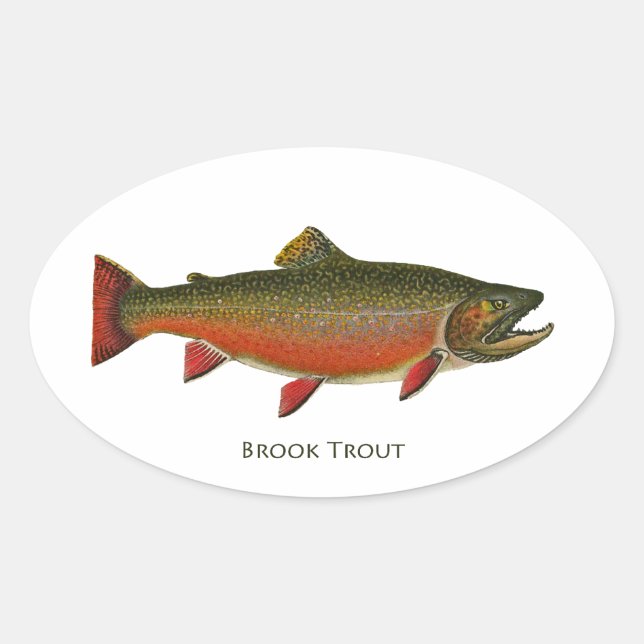 Sticker Ovale Truite de ruisseau mâle (phase de frai) (Devant)