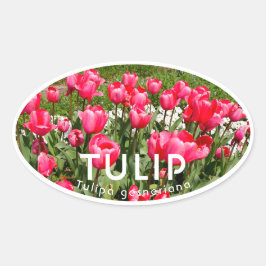 Sticker Ovale Tulip