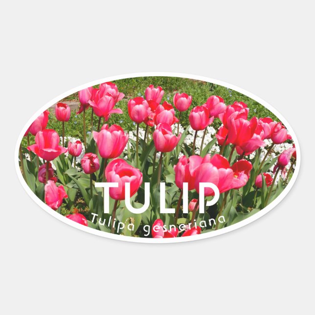 Sticker Ovale Tulip (Devant)