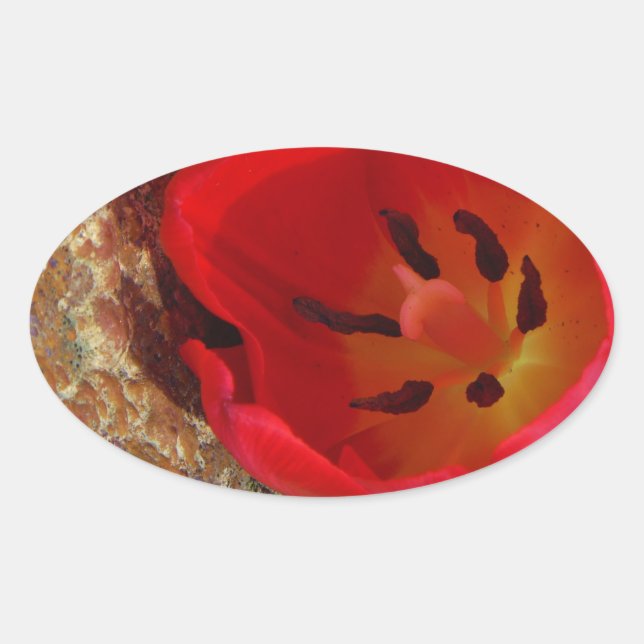 Sticker Ovale Tulipe jaune printemps et rouge (Devant)