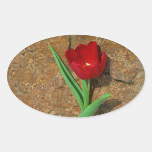 Sticker Ovale Tulipe rouge et jaune