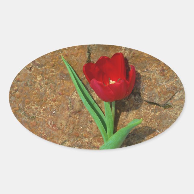 Sticker Ovale Tulipe rouge et jaune (Devant)