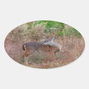 Sticker Ovale Un cerf dans l'herbe haute
