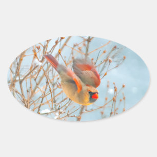 Sticker Ovale Vol Cardinal Nord - Photo originale