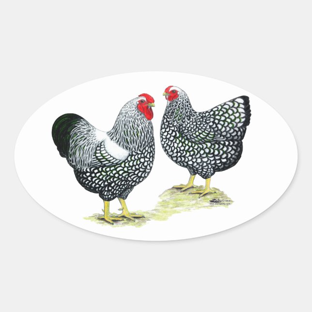 Sticker Ovale Wyandottes Paire en argent (Devant)