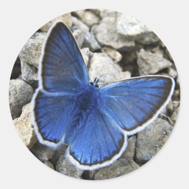 Sticker papillon (Devant)