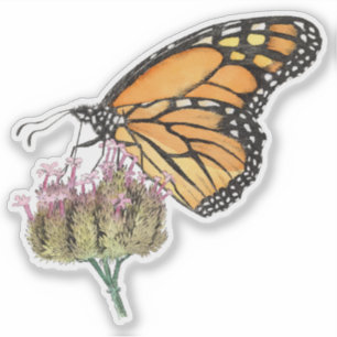 Sticker Papillon Monarque sur Verbena Aquarelle et encre