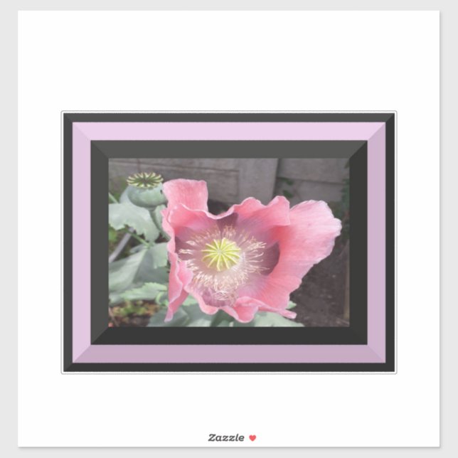 Sticker Pavot rose avec bord bordé (Feuille)