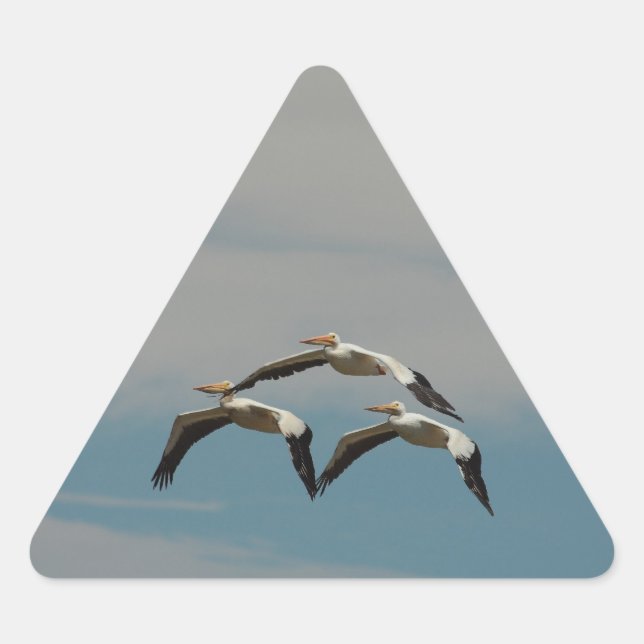 Sticker Pélican volant (Devant)