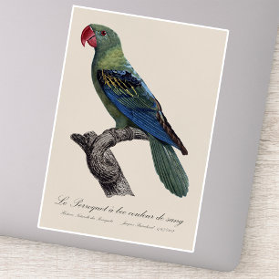 Sticker Perruche à gros bec, Tanygnathus megalorynchos