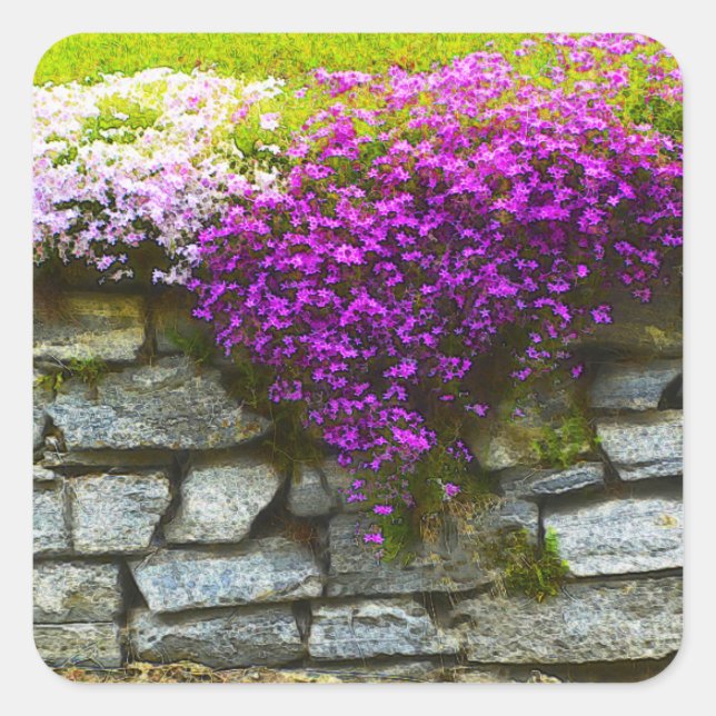Sticker Phlox On Rocks (Devant)
