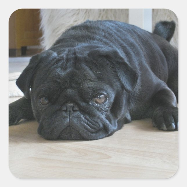 Sticker photo Chipot Carlin noir mignon (Devant)