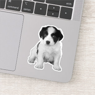Sticker Photo de chiot blanc noir mignon