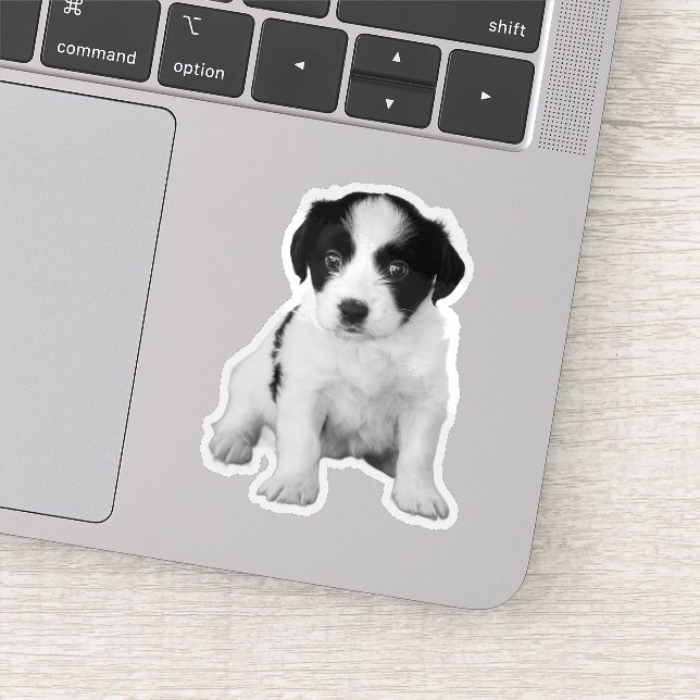 Sticker Photo de chiot blanc noir mignon (Détail)