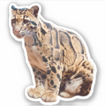 photo de léopard nuageux nature faune exotique