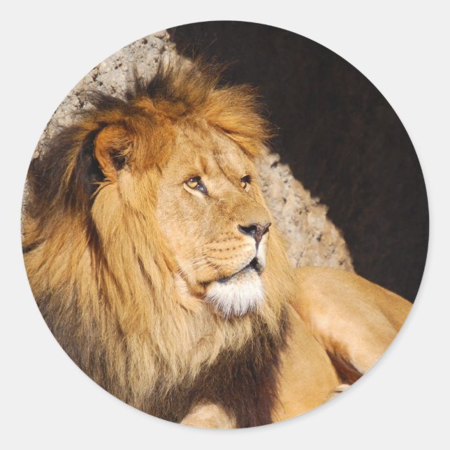 Sticker photo Lion (Devant)