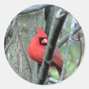 Sticker photo pour cardinal masculin