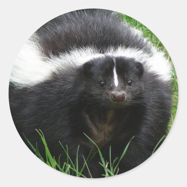 Sticker photo Skunk (Devant)