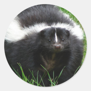 Sticker photo Skunk