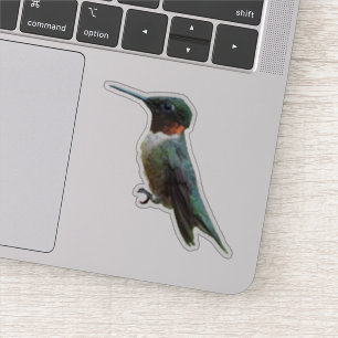 Sticker Photographie d'oiseau Colibri à gorge rubis