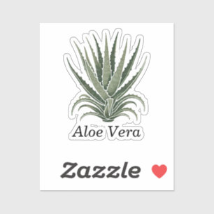 Sticker Plante d'Aloe Vera Herboristerie 