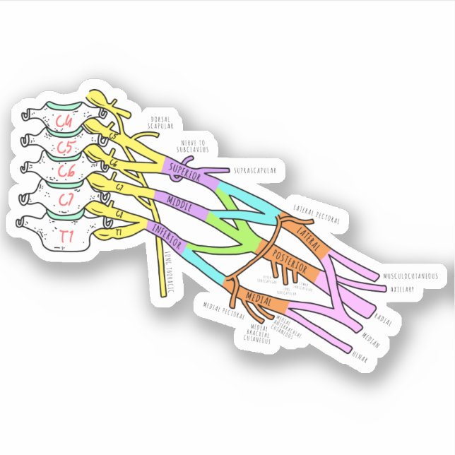 Sticker Plexus brachial (Devant)
