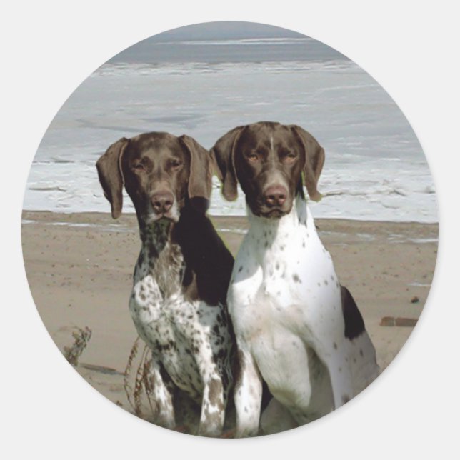 Sticker pointeur allemand (Devant)