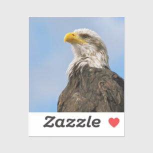 Sticker Portrait d'aigle à tête blanche Art animalier